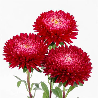Dark Pink Aster plant