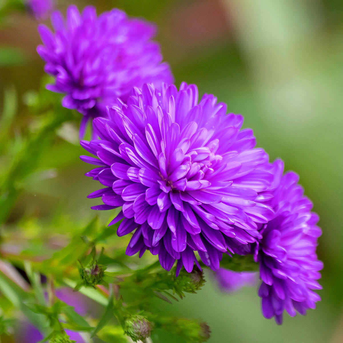 Dark Violet Aster plant