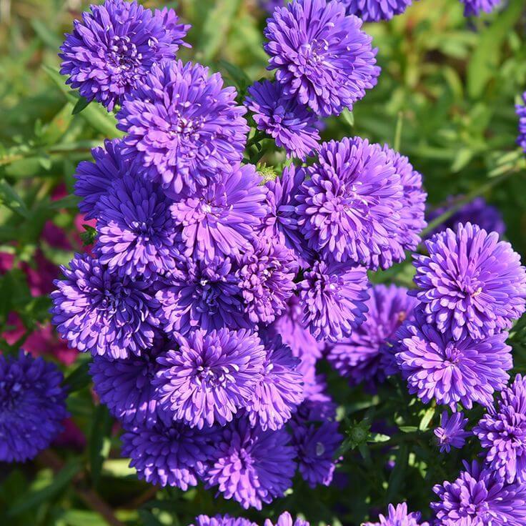 Dark Violet Aster plant