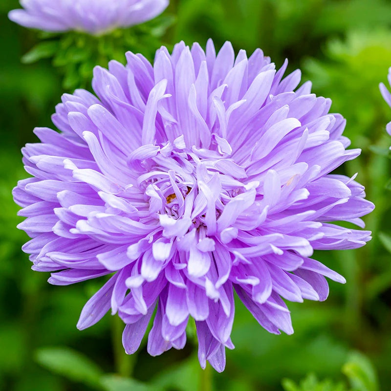 Light Purple Aster plant