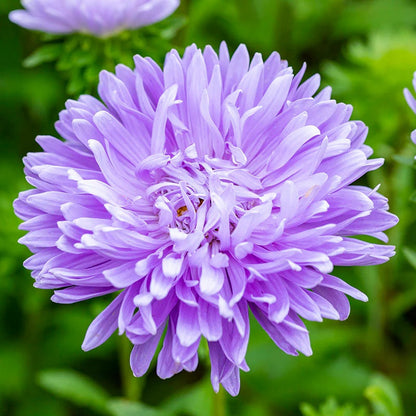 Light Purple Aster plant