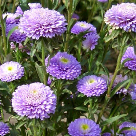 Light Purple Aster plant