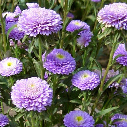 Light Purple Aster plant