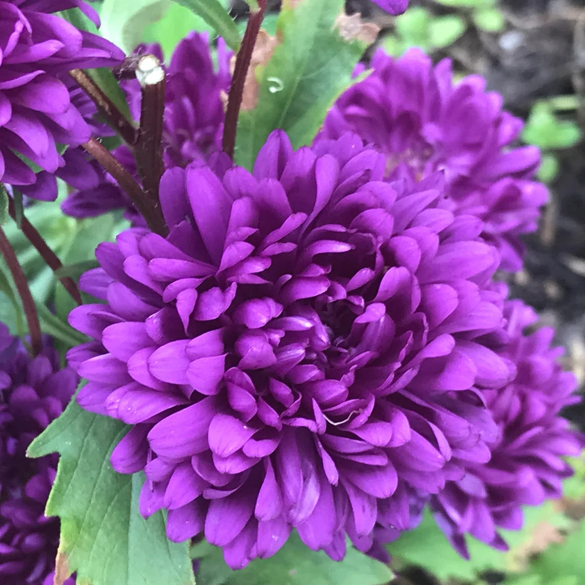China Purple Aster plant