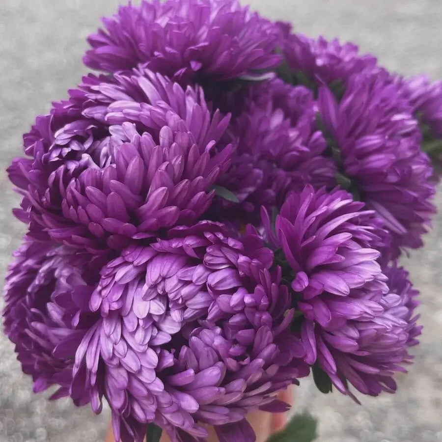 China Purple Aster plant
