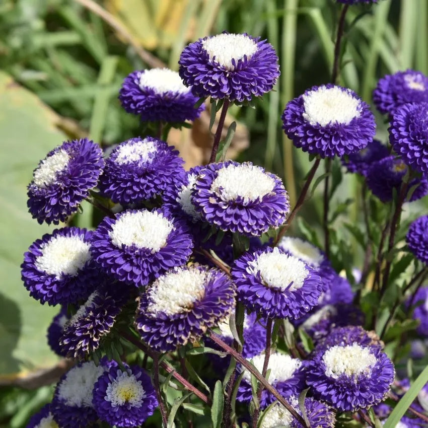 & White Aster plant