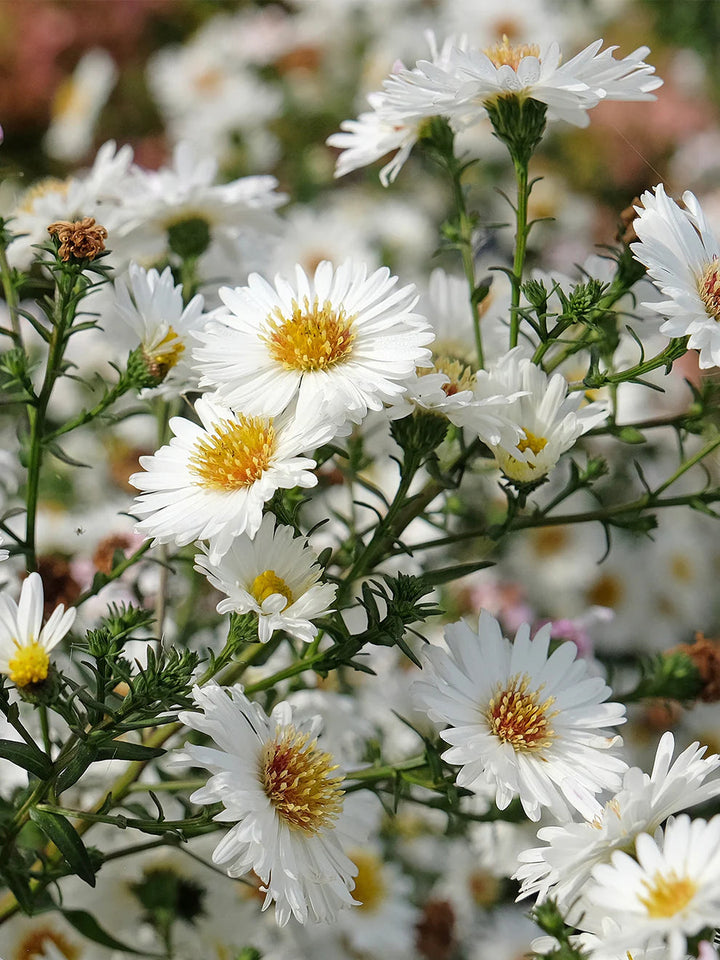 White Prairie flower seeds