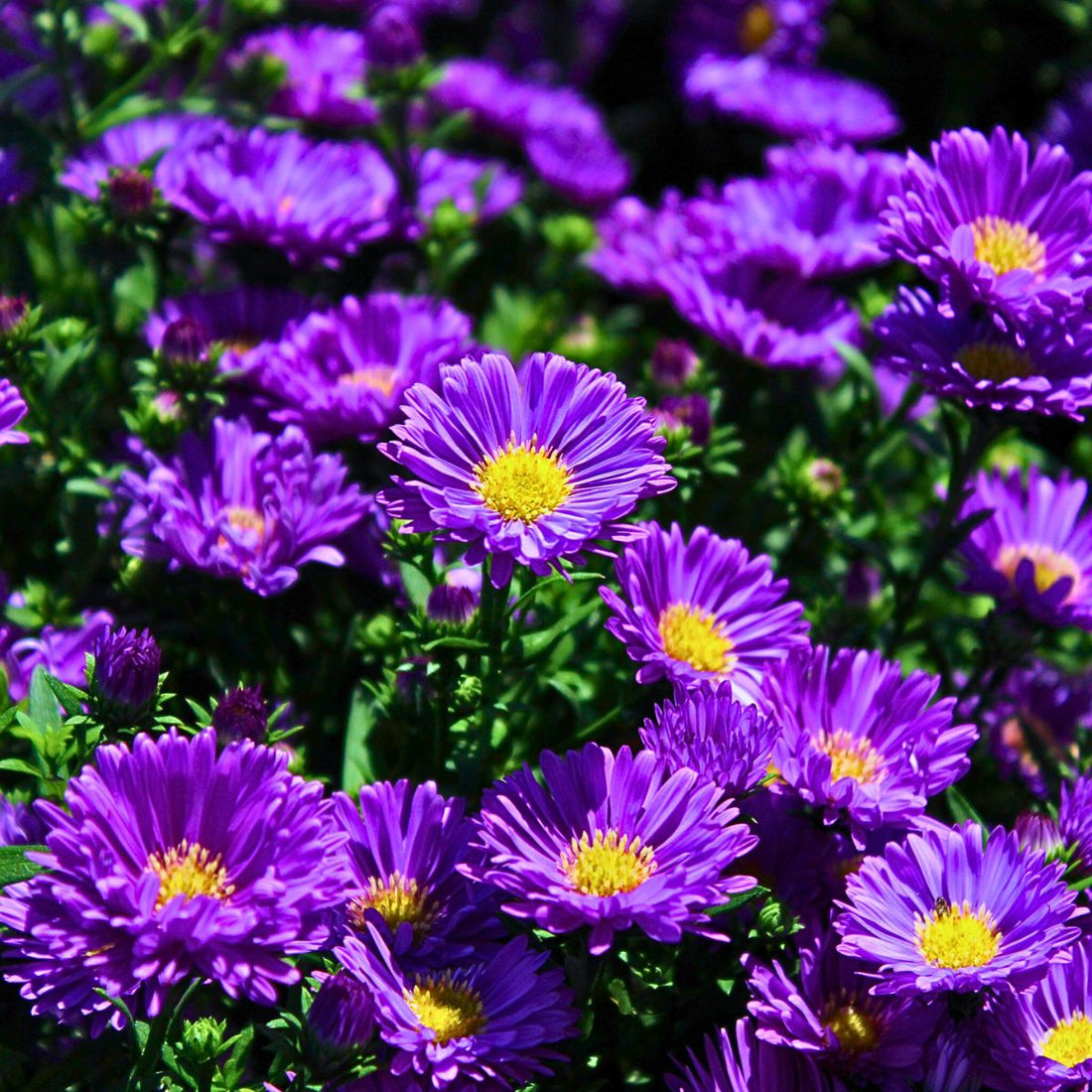 Aster flower seeds