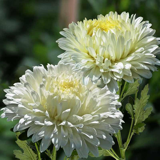 White Aster flower seeds