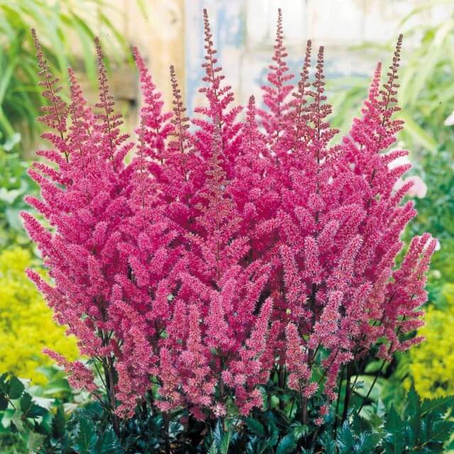 Astilbe Bunter plant