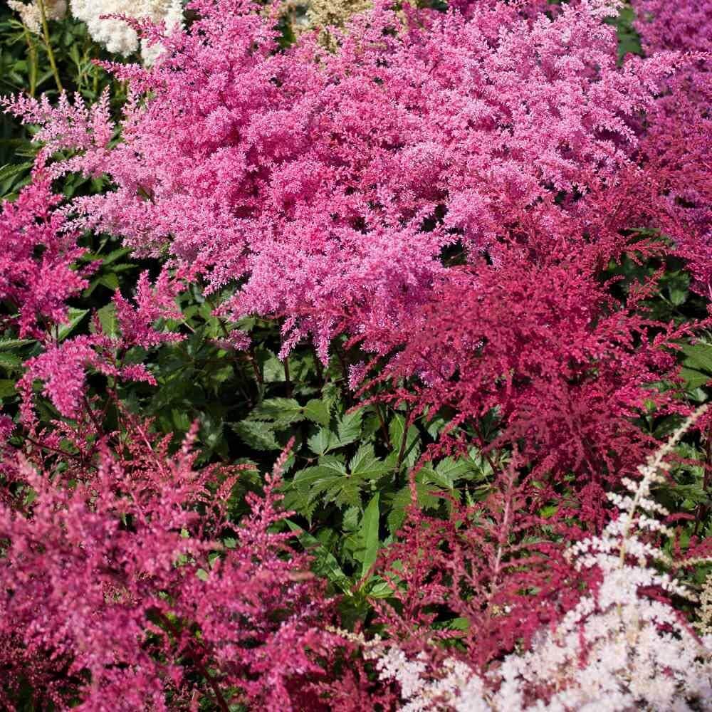 Astilbe Bunter plant