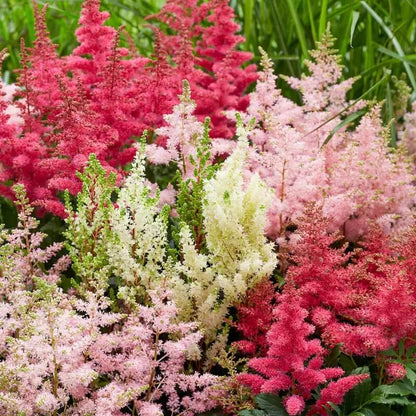 Astilbe Bunter plant