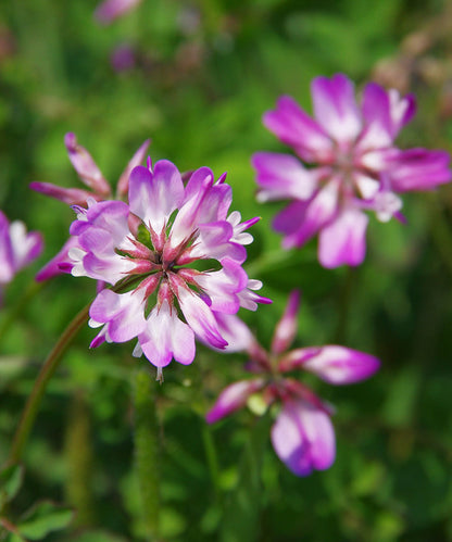 Astragalus flower seeds