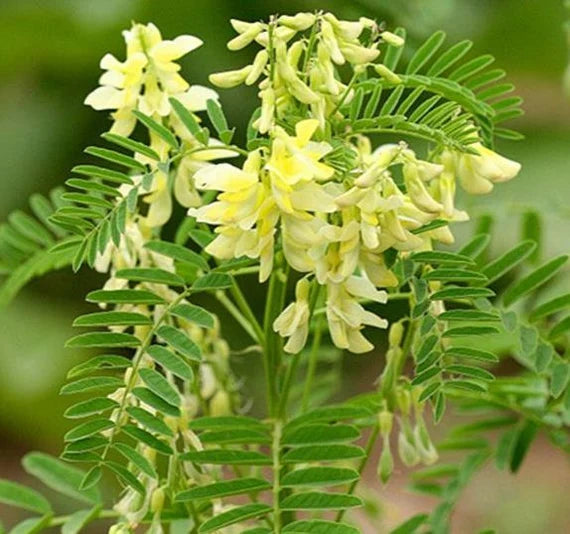 Yellow Astragalus flower seeds
