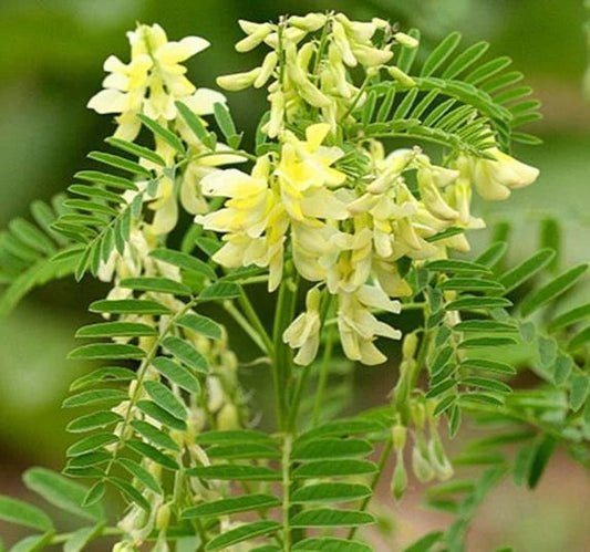 Yellow Astragalus flower seeds