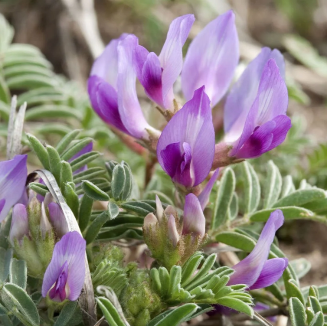 Astragalus Crassicarpus plant