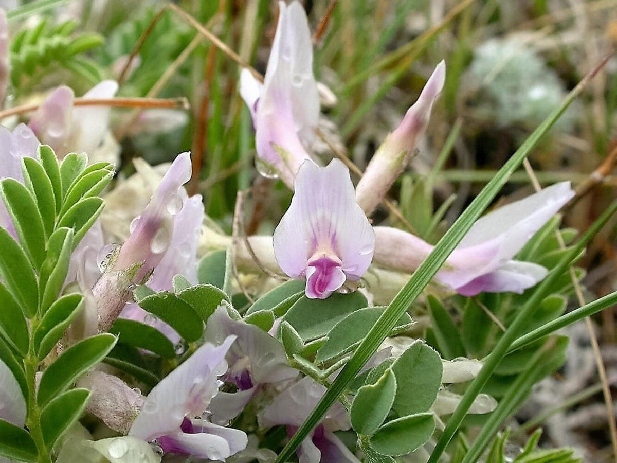 Astragalus Crassicarpus plant