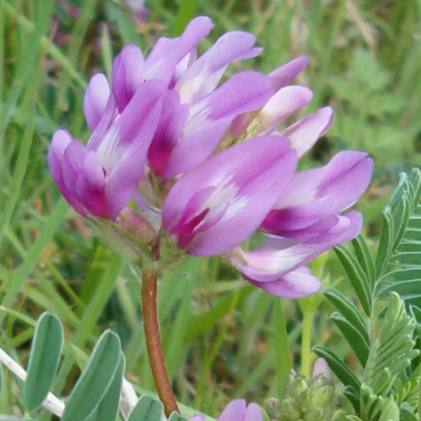 Astragalus Crassicarpus plant