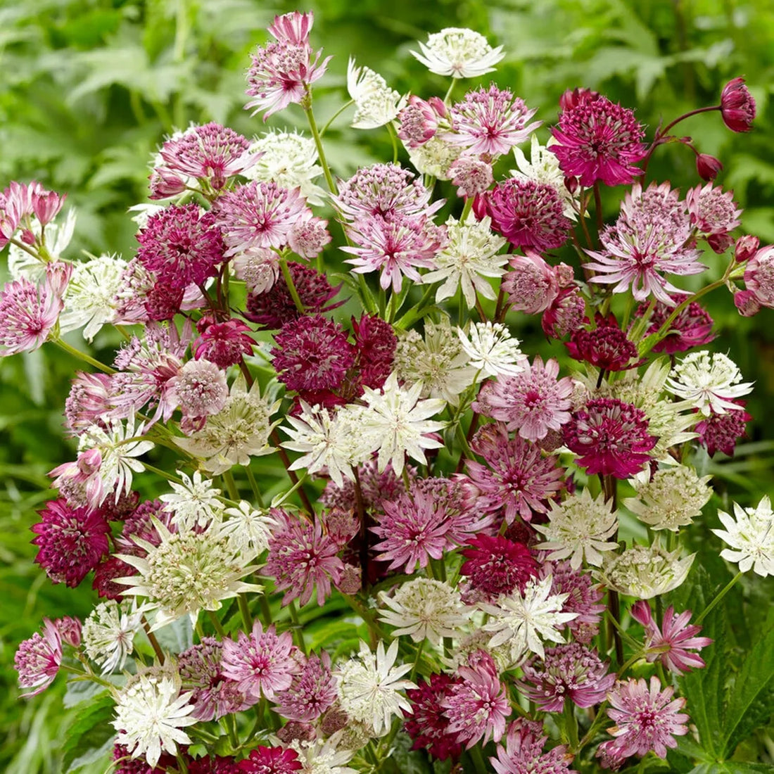 Astrantia flower seeds