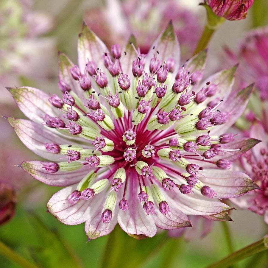 Pink Astrantia flower seeds