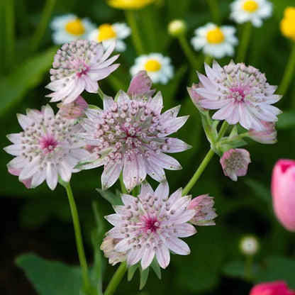 Astrantia flower seeds