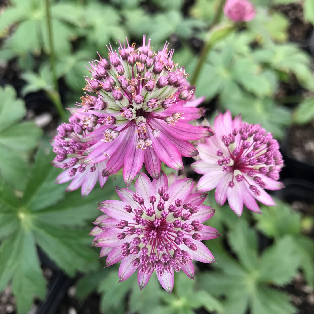 Purple Astrantia flower seeds