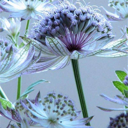 Masterwort Astrantia Major plant