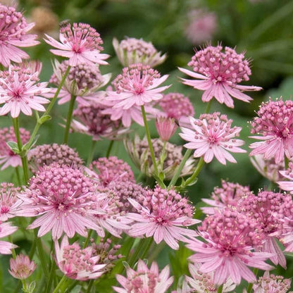 Compact Astrantia Major plant