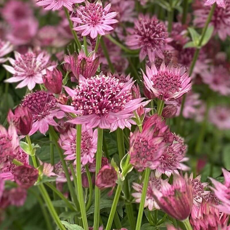 Compact Astrantia Major plant