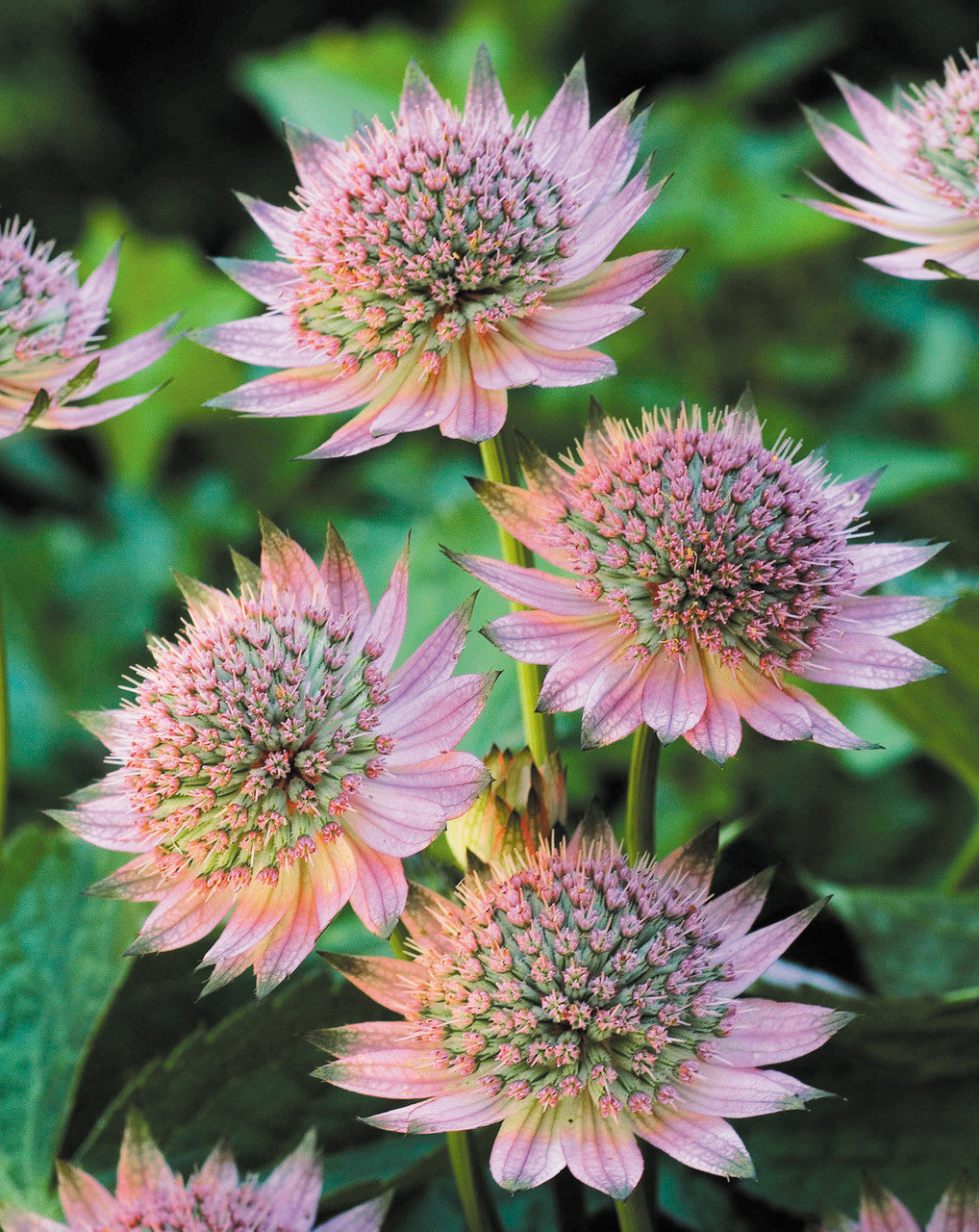 Astrantia Pincushion flower seeds