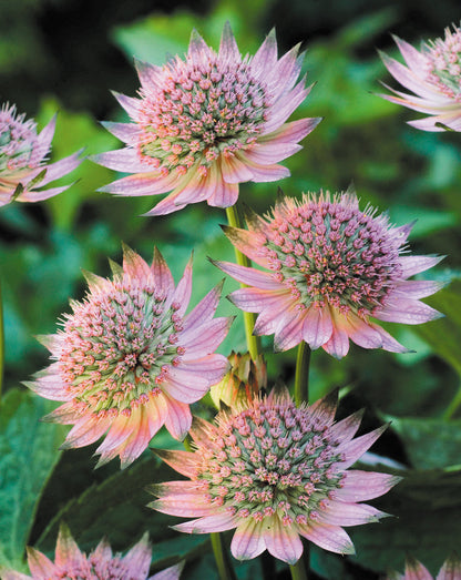 Astrantia Pincushion flower seeds
