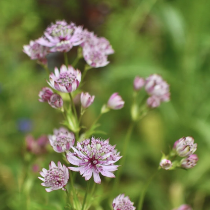 Symphony Astrantia Major plant