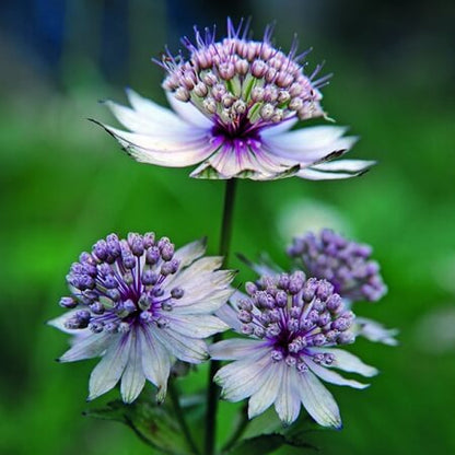 Masterwort Astrantia Major plant