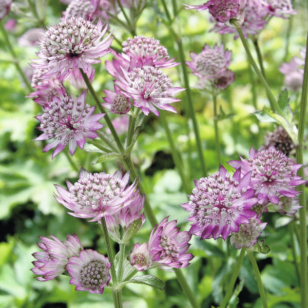 Symphony Astrantia Major plant