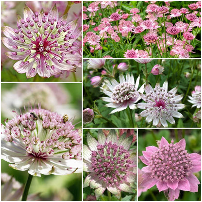 Astrantia plant