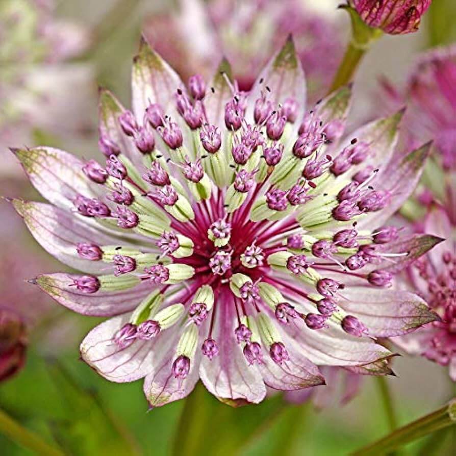 Astrantia plant