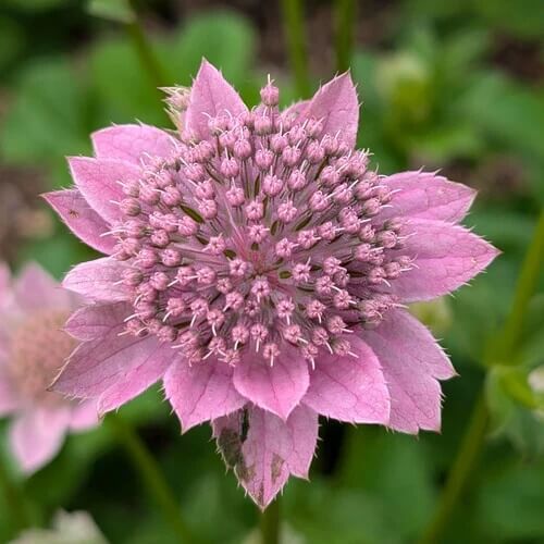 Astrantia plant