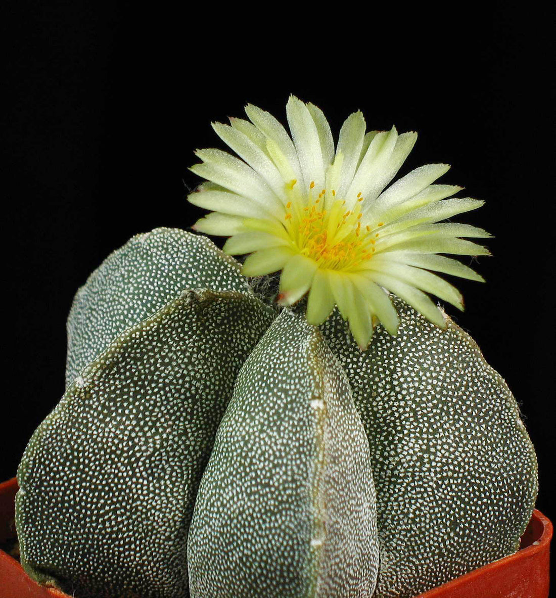 Astrophytum Myriosrigma flower seeds