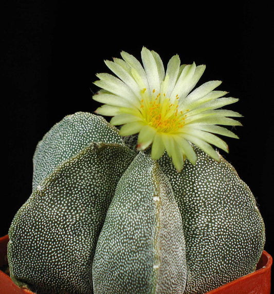 Astrophytum Myriosrigma flower seeds