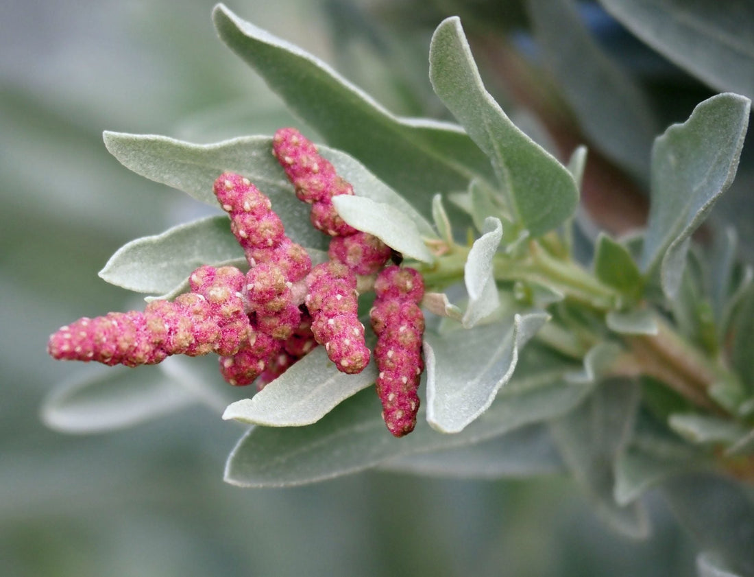 Saltbush flower seeds