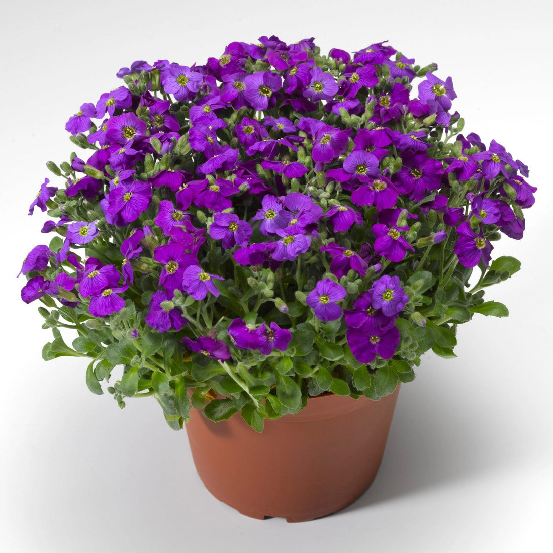 Blue Aubrieta flower seeds