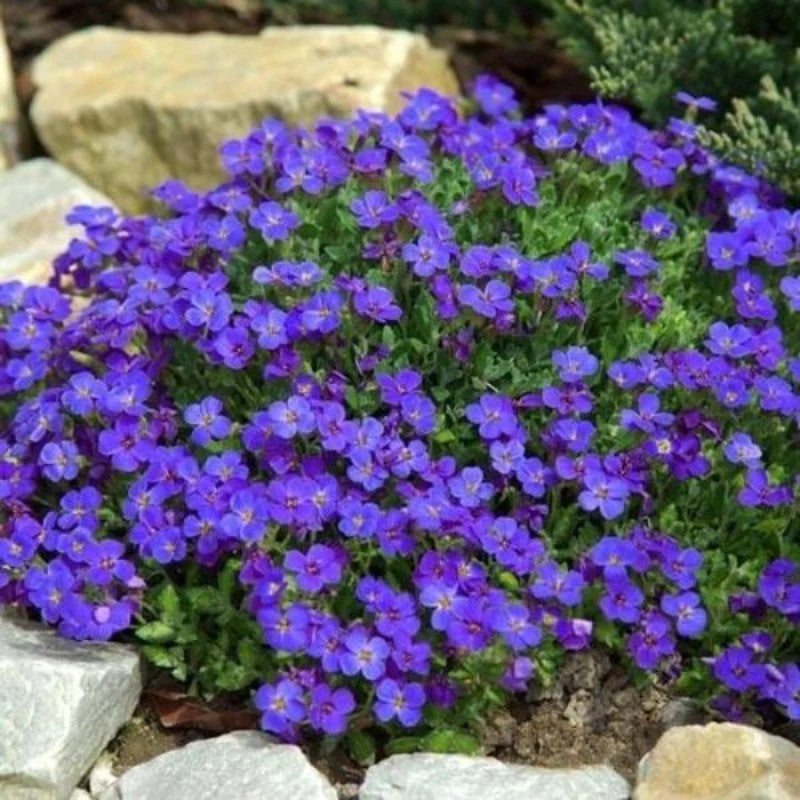 Cascade Seasonal Aubrieta plant