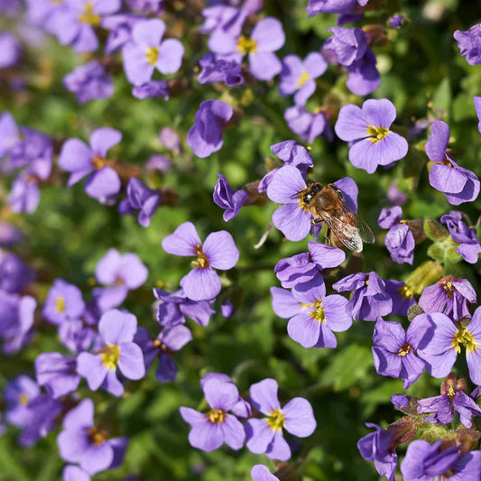 Aubrieta Deltoidea flower seeds