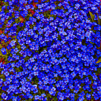 Dark Blue Aubrieta plant
