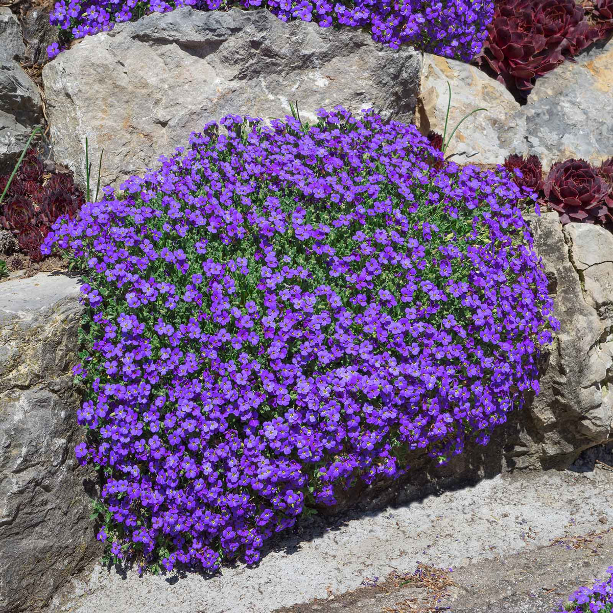 Cascade Seasonal Aubrieta plant
