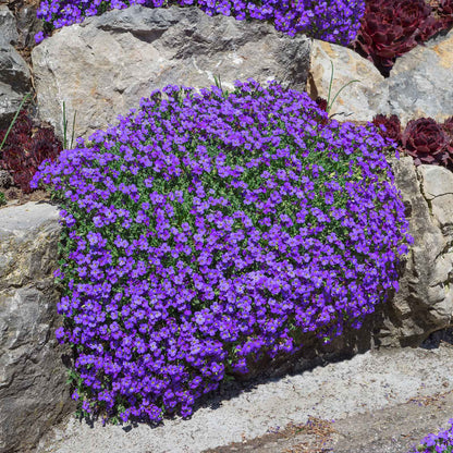 Cascade Seasonal Aubrieta plant