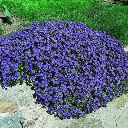 Cascade Seasonal Aubrieta plant