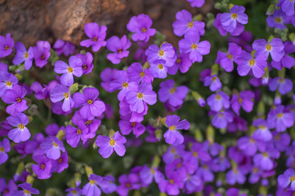 Aubrieta Deltoidea plant