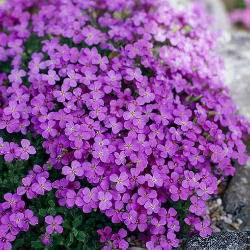 Rockcress Aubrieta Deltoidea plant