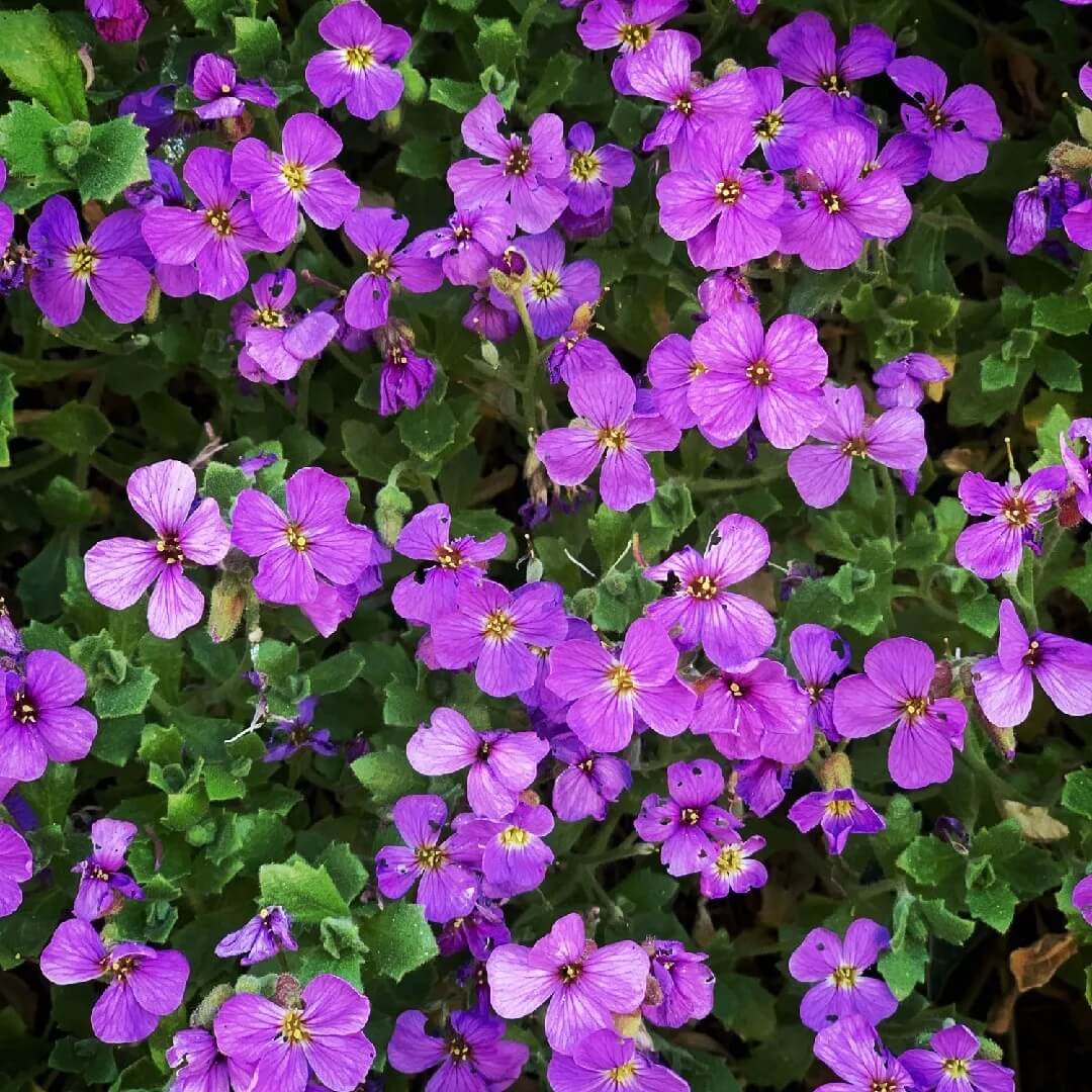 Rockcress Aubrieta Deltoidea plant